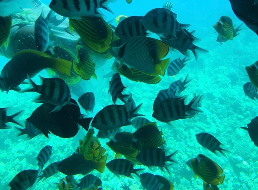 Makadi Bay: Royal Seascope Cruise and Snorkeling Trip