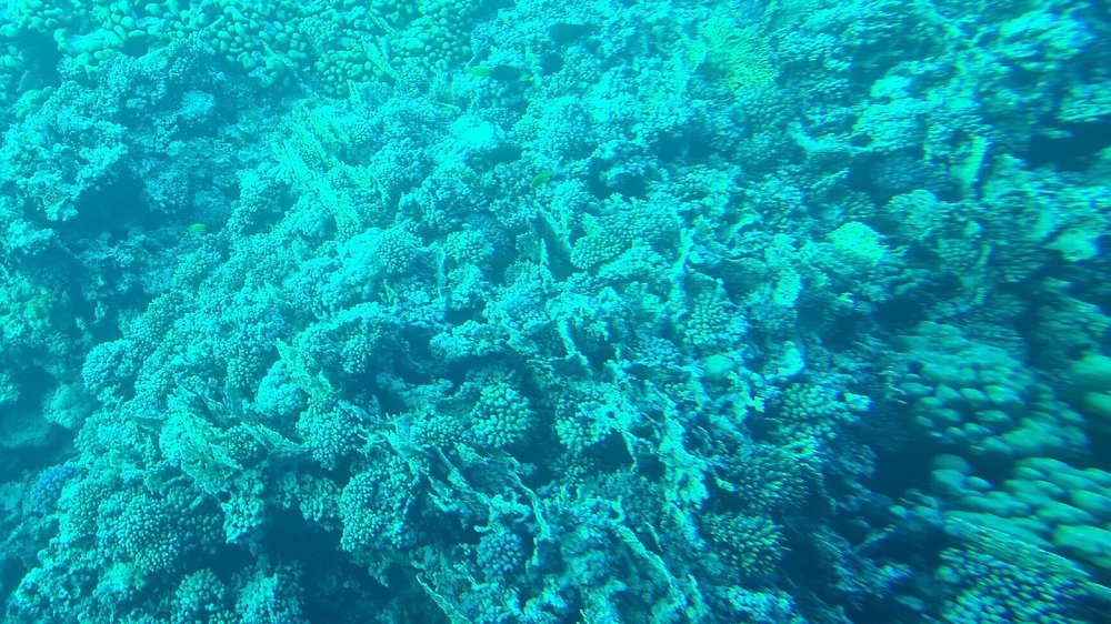 Makadi Bay: Royal Seascope Cruise and Snorkeling Trip