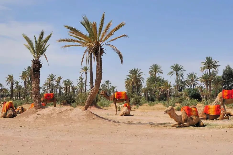 Marrakech: Camel Ride in Palmeraie with Tea Break and Optional Quad Bike