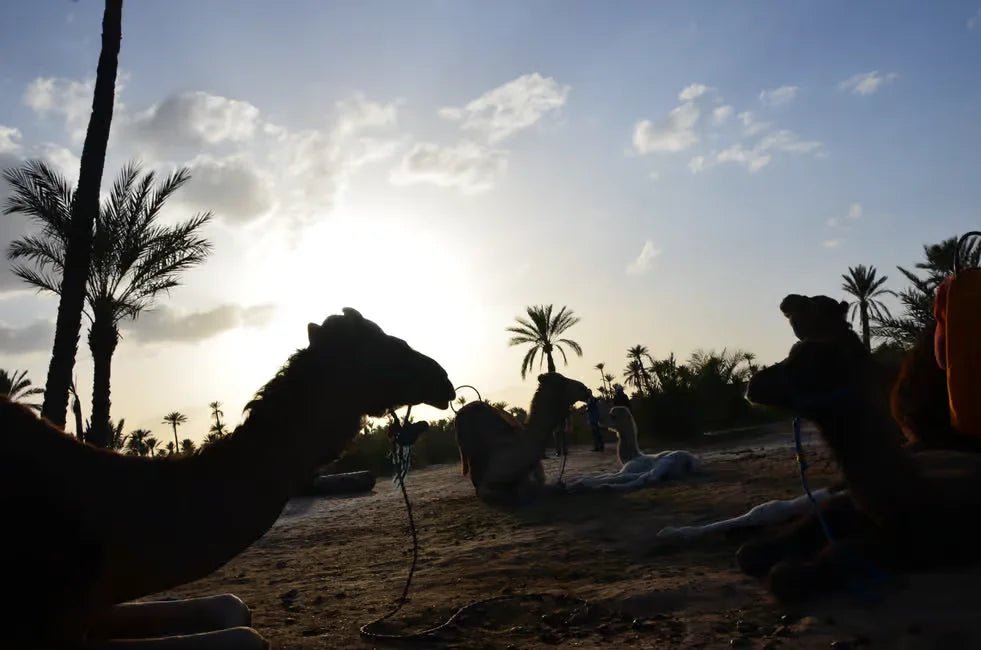 Marrakech: Camel Ride in Palmeraie with Tea Break and Optional Quad Bike