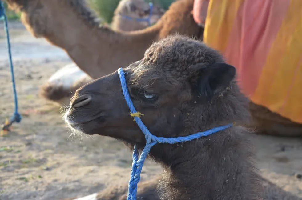Marrakech: Camel Ride in Palmeraie with Tea Break and Optional Quad Bike