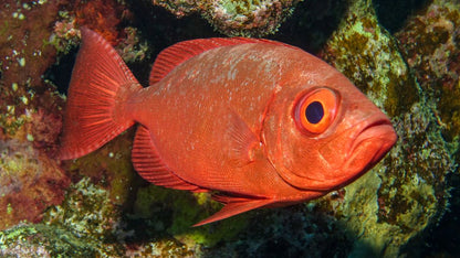 Marsa Alam: Marsa Mubarak Snorkeling Boat Trip with Lunch