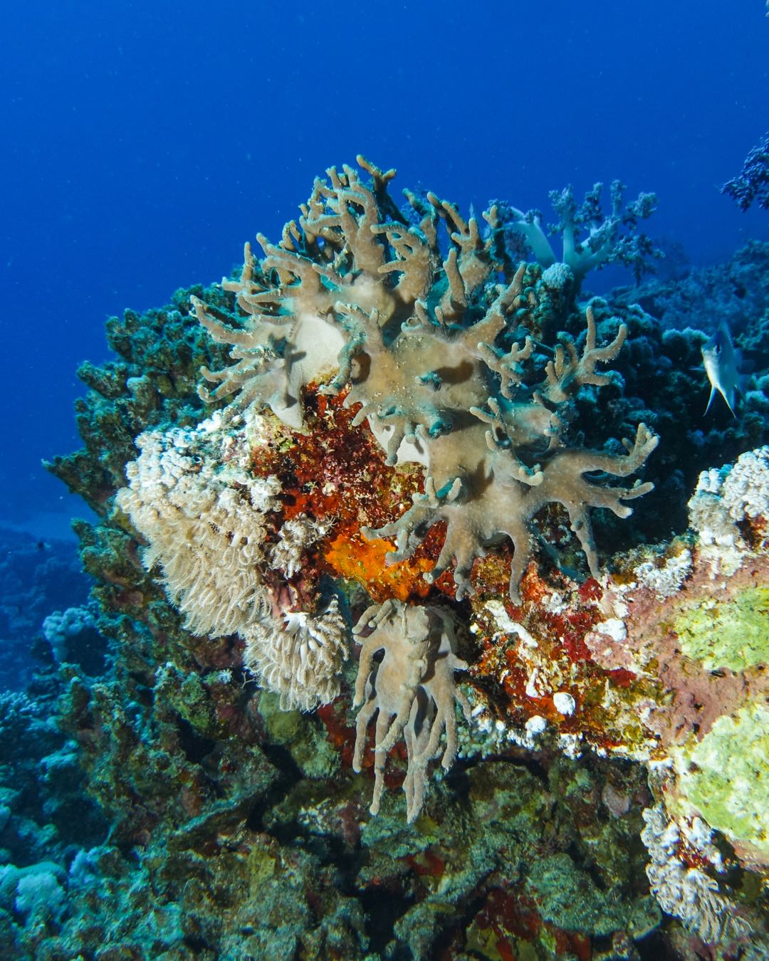 Marsa Alam: Marsa Mubarak Snorkeling Boat Trip with Lunch