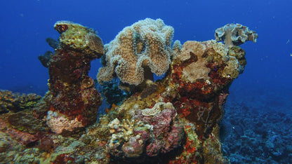 Marsa Alam: Marsa Mubarak Snorkeling Boat Trip with Lunch