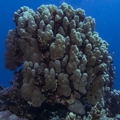Marsa Alam: Marsa Mubarak Snorkeling Boat Trip with Lunch