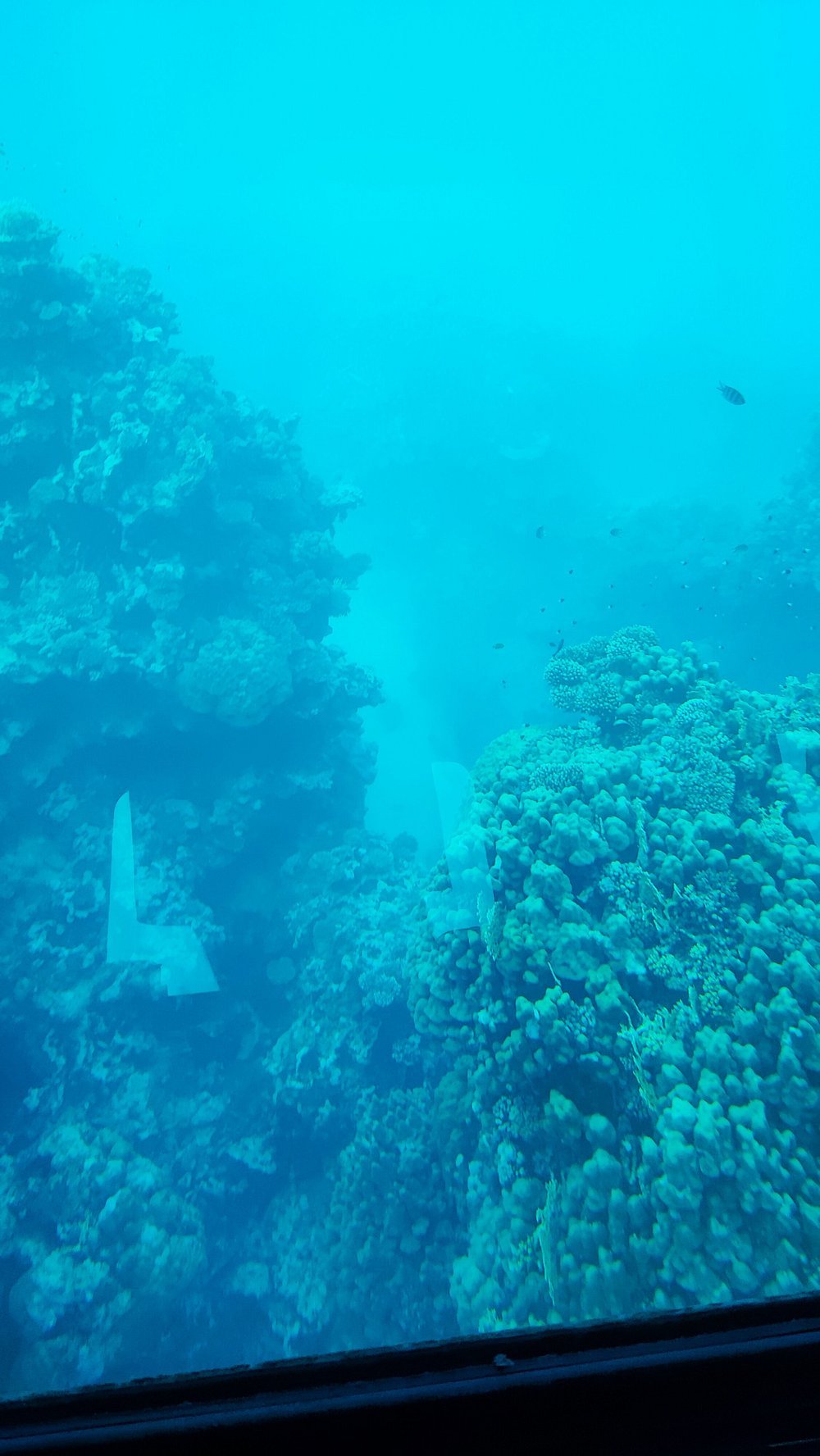 Marsa Alam: Royal Seascope Submarine Cruise with Underwater Viewing Deck