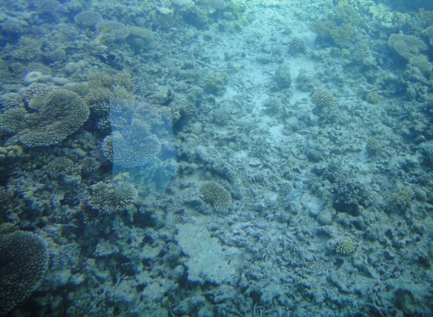 Marsa Alam: Royal Seascope Submarine Cruise with Underwater Viewing Deck