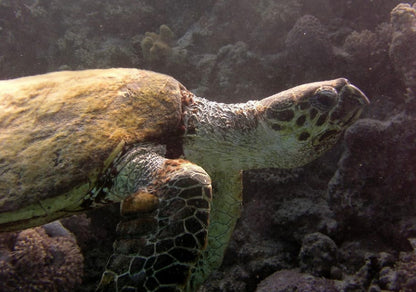 Marsa Alam: Royal Seascope Submarine Cruise with Underwater Viewing Deck