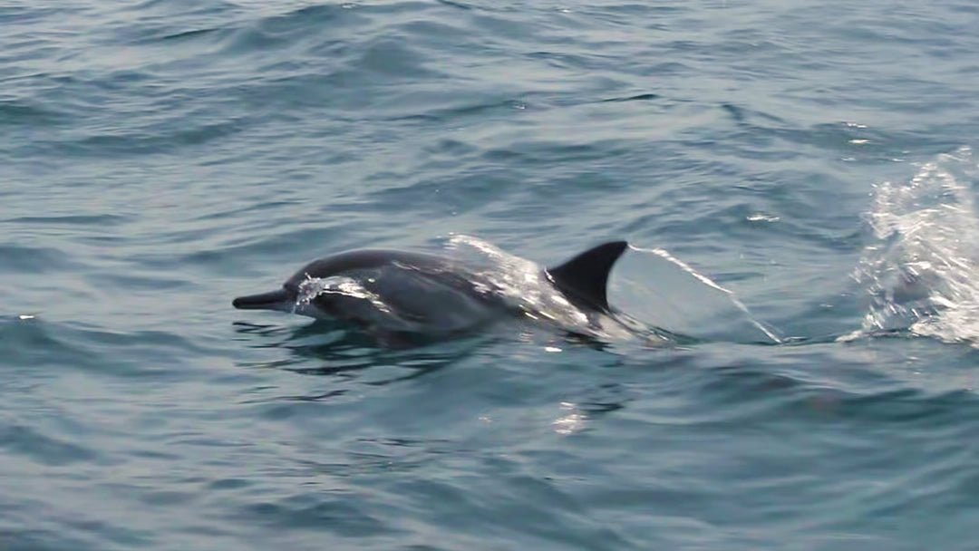 Muscat: 2 - hours Dolphin Watching Boat Tour