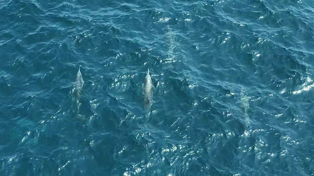 Muscat: 2 - hours Dolphin Watching Boat Tour