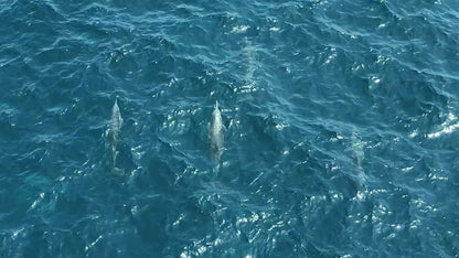 Muscat: 2 - hours Dolphin Watching Boat Tour