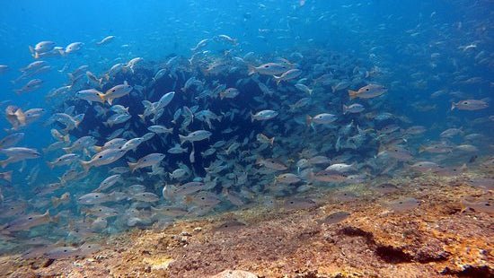 Muscat: Al Fahal Island Snorkeling Trip