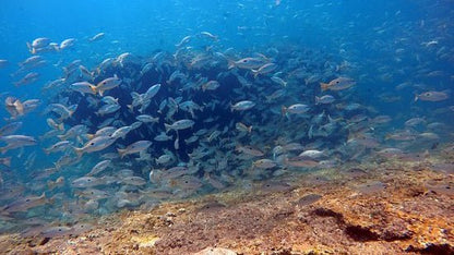 Muscat: Al Fahal Island Snorkeling Trip