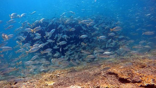 Muscat: Al Fahal Island Snorkeling Trip