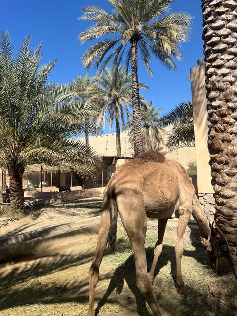 Muscat: Day Trip to Nizwa and Jebel Shams