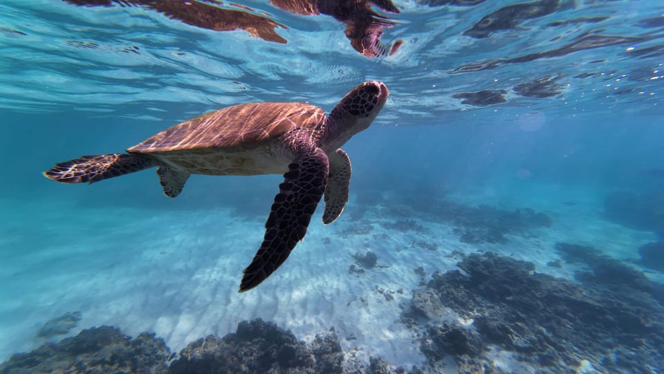 Muscat: Daymaniat Islands Snorkeling Trip
