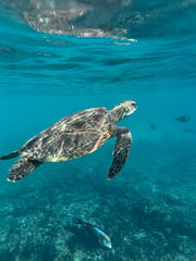 Muscat: Daymaniat Islands Snorkeling Trip