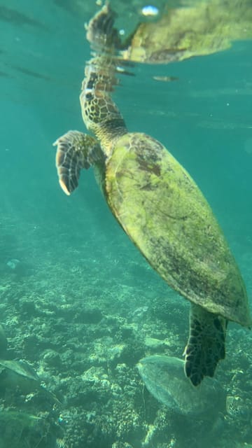 Muscat: Daymaniat Islands Snorkeling Trip