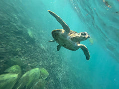 Muscat: Daymaniat Islands Snorkeling Trip