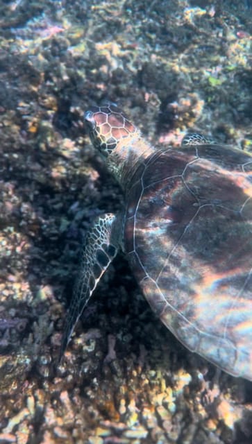 Muscat: Daymaniat Islands Snorkeling Trip