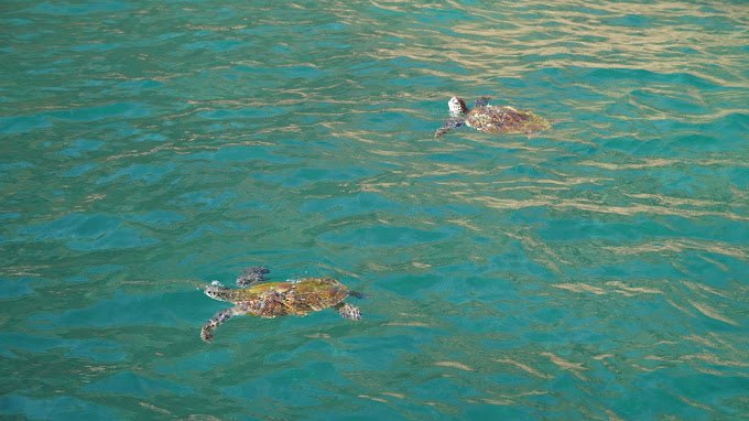 Muscat: Daymaniyat Island Snorkeling Trip with Turtles and Coral Reefs