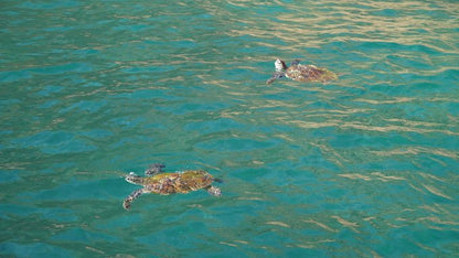 Muscat: Daymaniyat Island Snorkeling Trip with Turtles and Coral Reefs