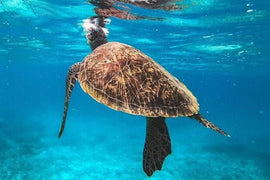 Muscat: Daymaniyat Island Snorkeling Trip with Turtles and Coral Reefs