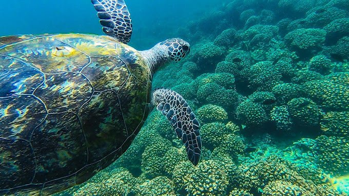 Muscat: Daymaniyat Island Snorkeling Trip with Turtles and Coral Reefs
