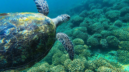 Muscat: Daymaniyat Island Snorkeling Trip with Turtles and Coral Reefs