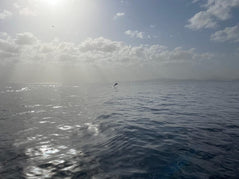 Muscat: Daymaniyat Island Snorkeling Trip with Turtles and Coral Reefs