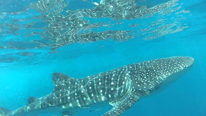 Muscat: Daymaniyat Island Snorkeling Trip with Turtles and Coral Reefs