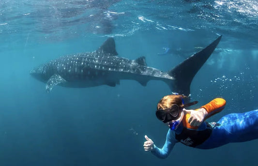 Muscat: Daymaniyat Islands Dolphin Watching and Snorkeling Tour