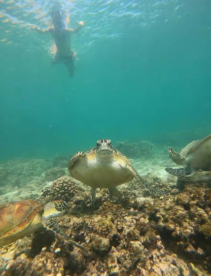 Muscat: Daymaniyat Islands Dolphin Watching and Snorkeling Tour