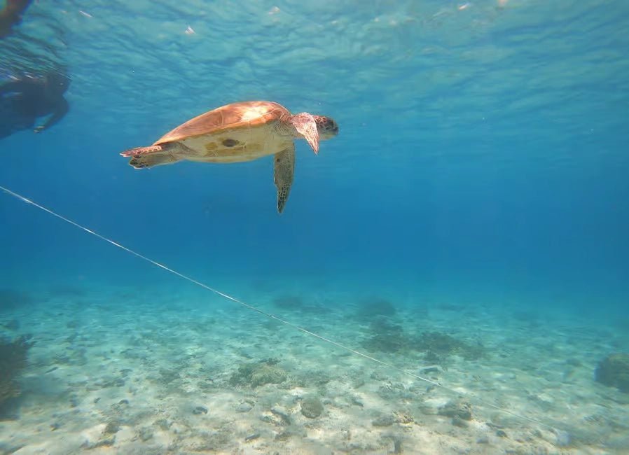 Muscat: Daymaniyat Islands Dolphin Watching and Snorkeling Tour