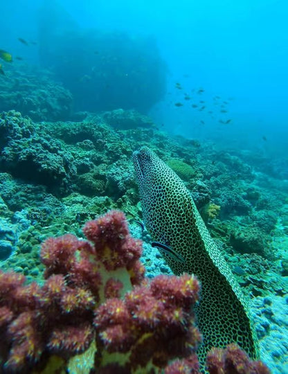 Muscat: Daymaniyat Islands Dolphin Watching and Snorkeling Tour