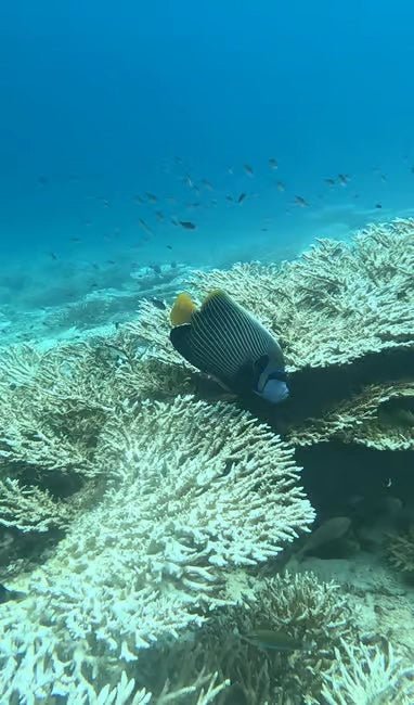 Muscat: Daymaniyat Islands Dolphin Watching and Snorkeling Tour