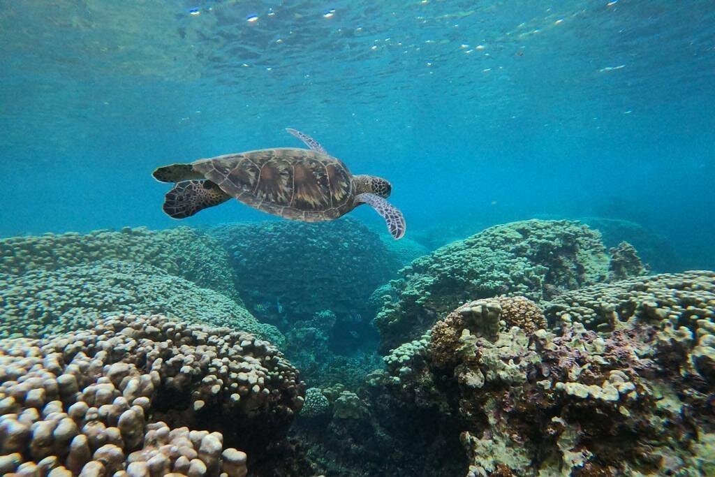 Muscat: Daymaniyat Islands Group Snorkeling Trip