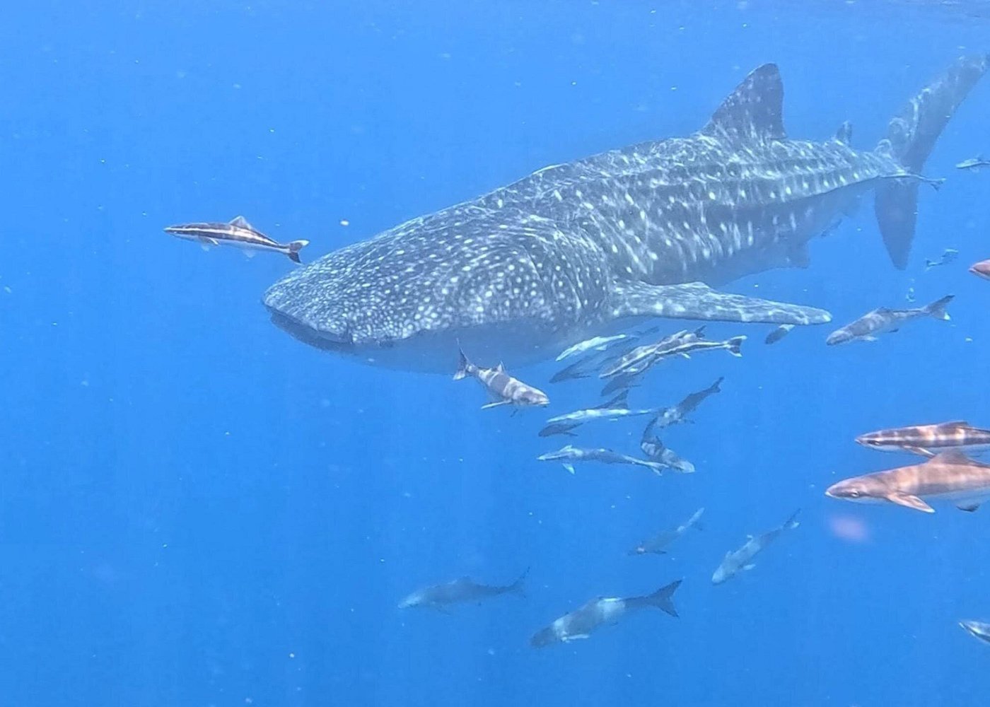 Muscat: Daymaniyat Islands Group Snorkeling Trip