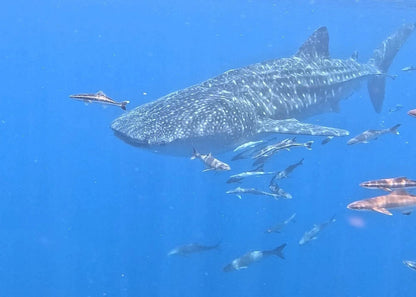 Muscat: Daymaniyat Islands Group Snorkeling Trip