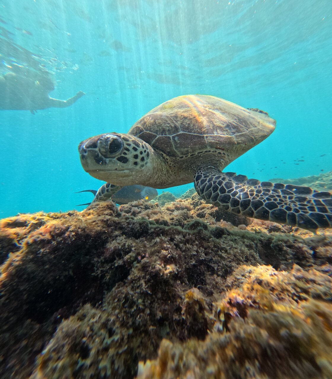 Muscat: Daymaniyat Islands Group Snorkeling Trip