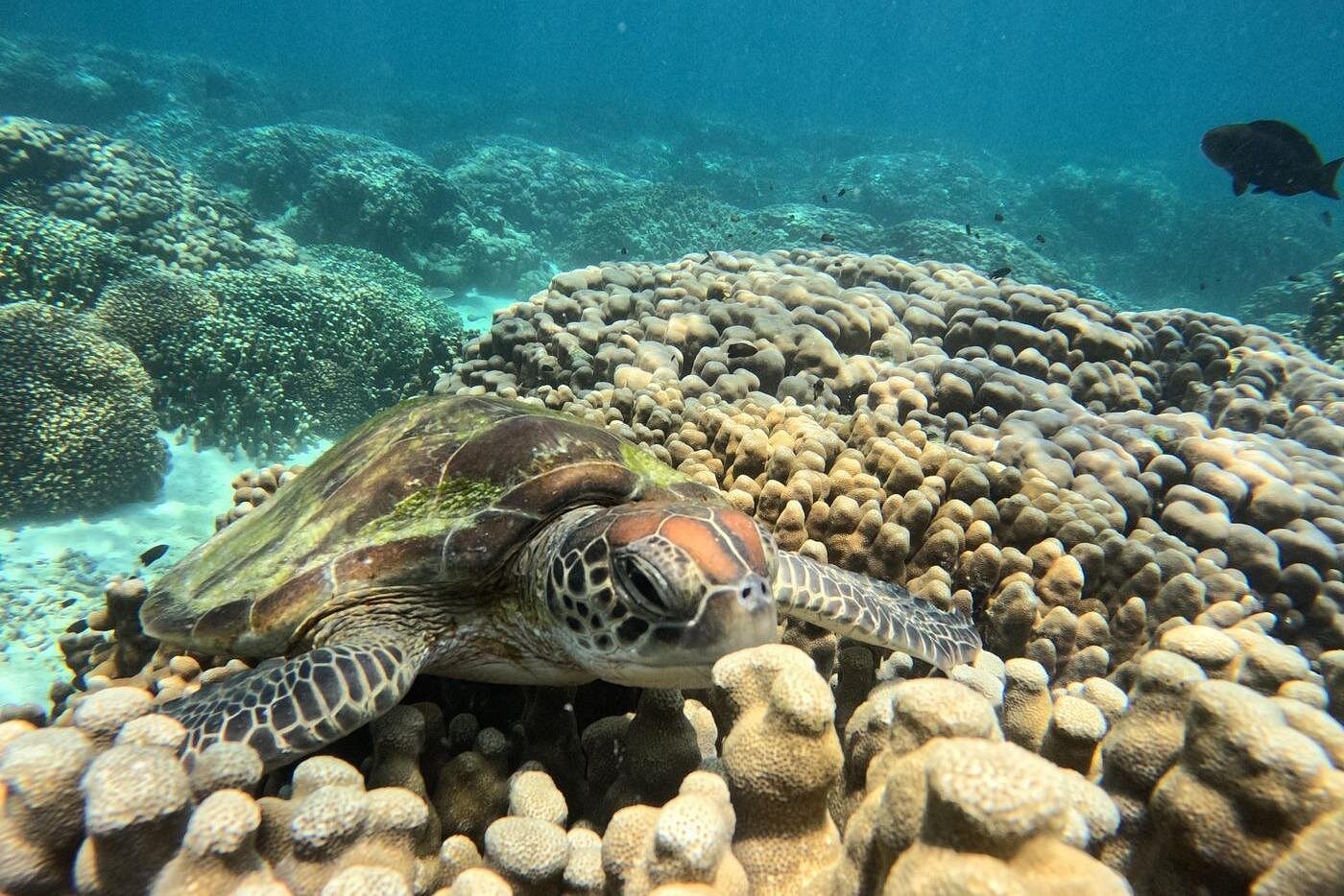 Muscat: Daymaniyat Islands Group Snorkeling Trip