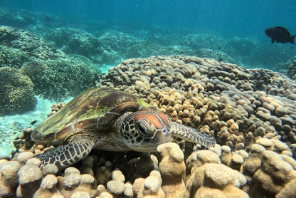 Muscat: Daymaniyat Islands Group Snorkeling Trip