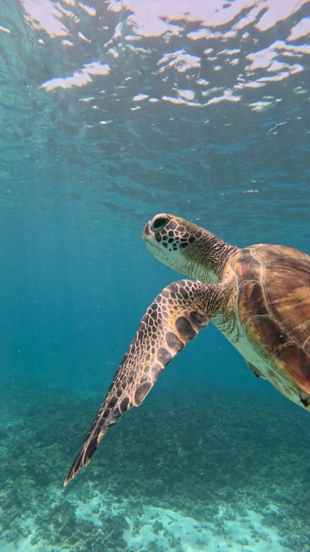 Muscat: Daymaniyat Islands Group Snorkeling Trip