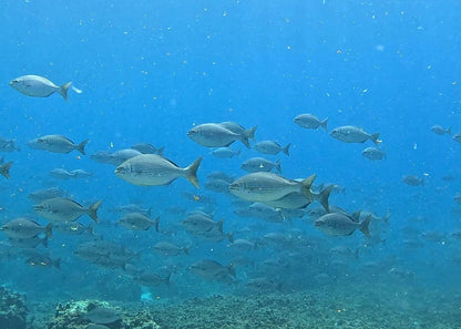 Muscat: Daymaniyat Islands Group Snorkeling Trip