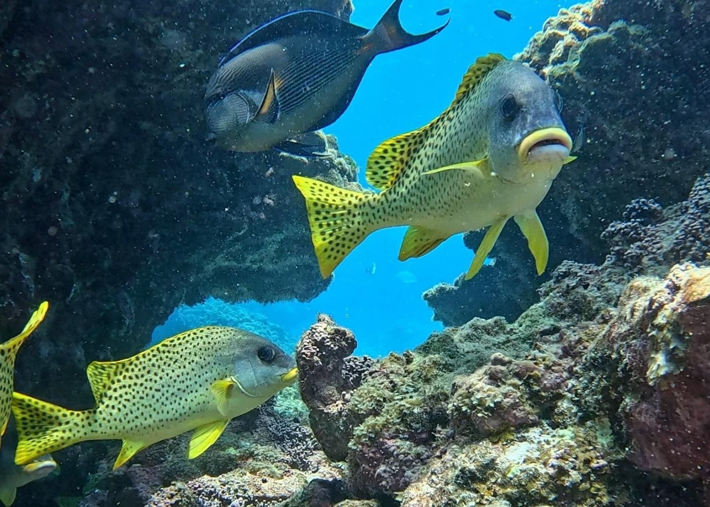 Muscat: Daymaniyat Islands Group Snorkeling Trip