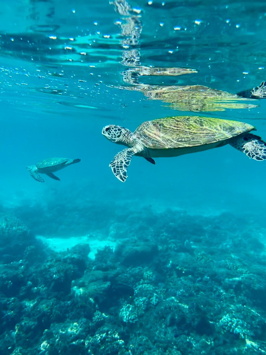 Muscat: Daymaniyat Islands Group Snorkeling Trip