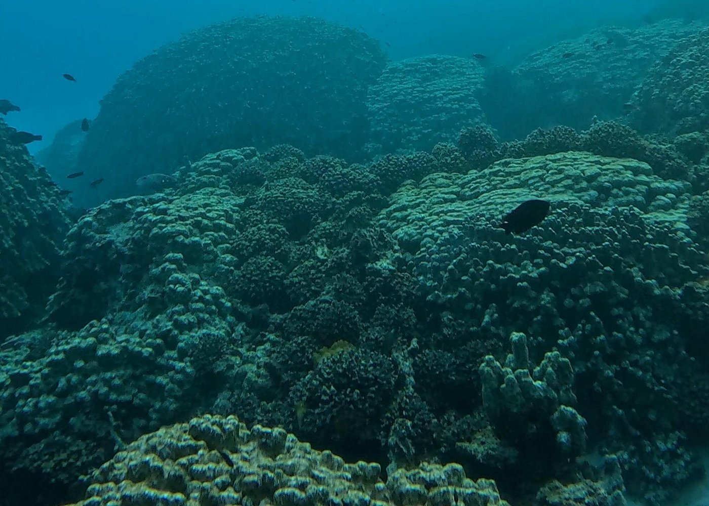 Muscat: Daymaniyat Islands Group Snorkeling Trip