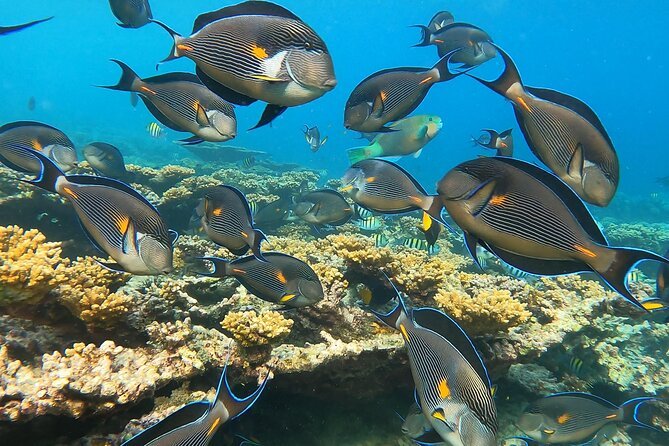 Muscat: Daymaniyat Islands Group Snorkeling Trip