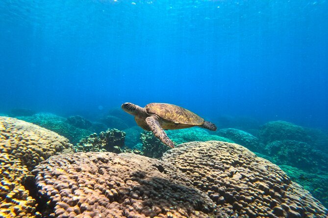 Muscat: Daymaniyat Islands Group Snorkeling Trip