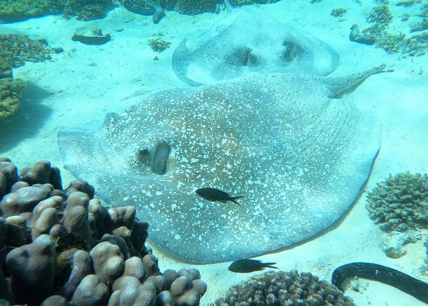 Muscat: Daymaniyat Islands Group Snorkeling Trip